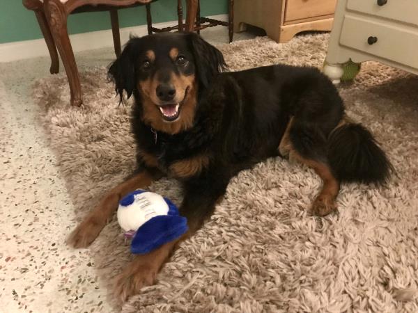 /Images/uploads/The Murphee and Sugar Angel Foundation/murpheeandsugar-pet-photo-contest-fundraiser/entries/27813thumb.jpg